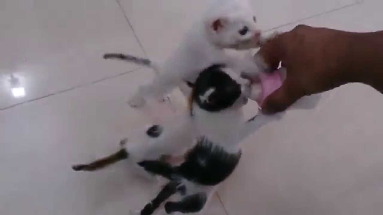 one month old kittens fighting over milk