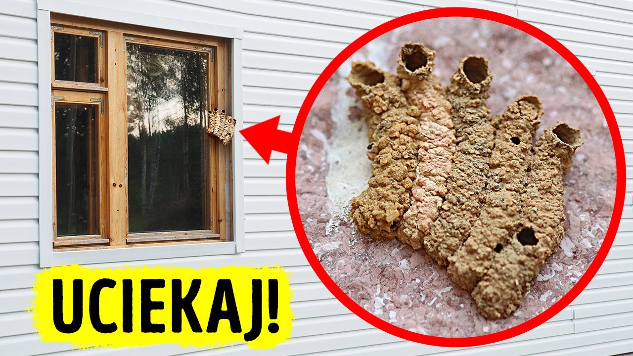 To nie jest błoto — lepiej bierz nogi za pas!
