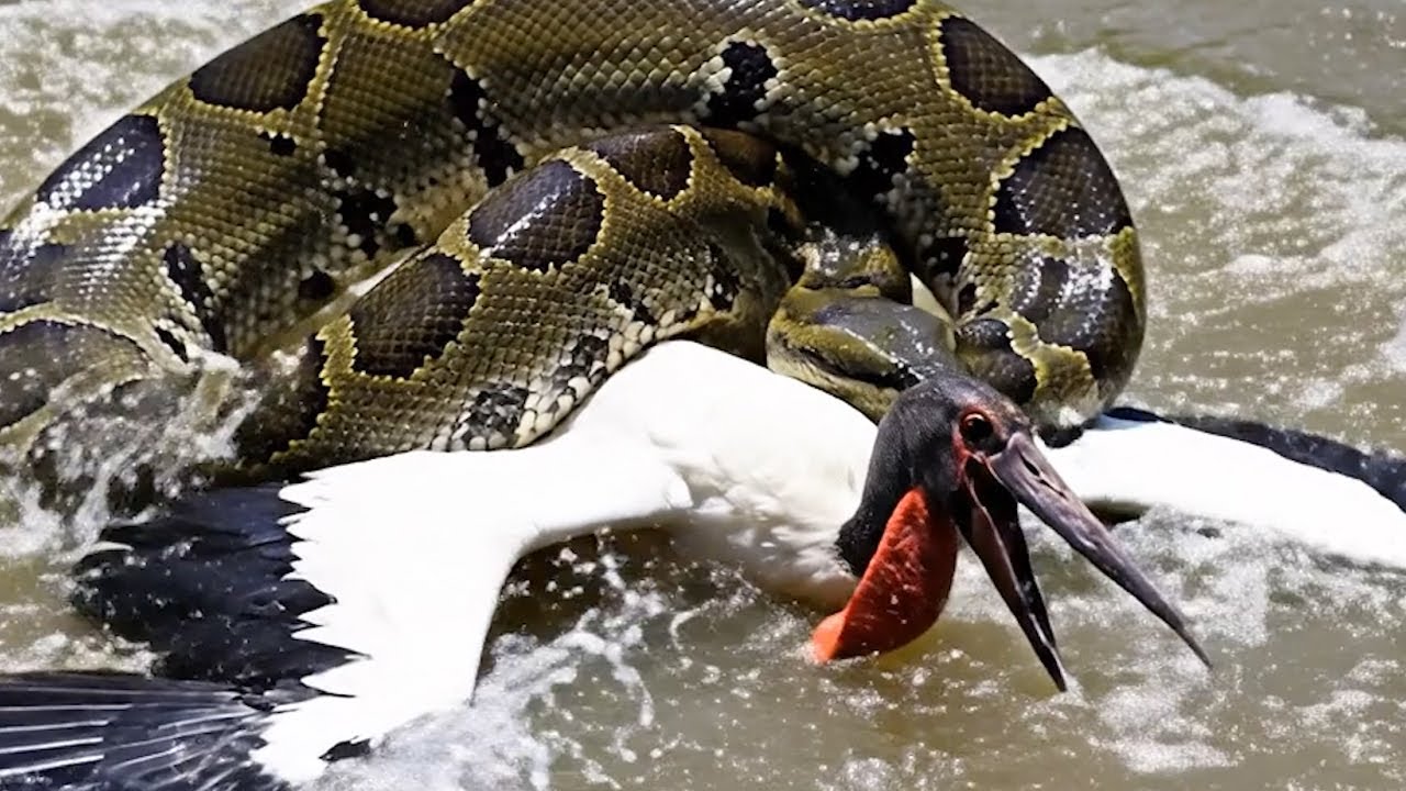 Wild Life Amazon Jungle – Mother Stork Returns Just in Time to Save Her Chick From a Deadly Intruder