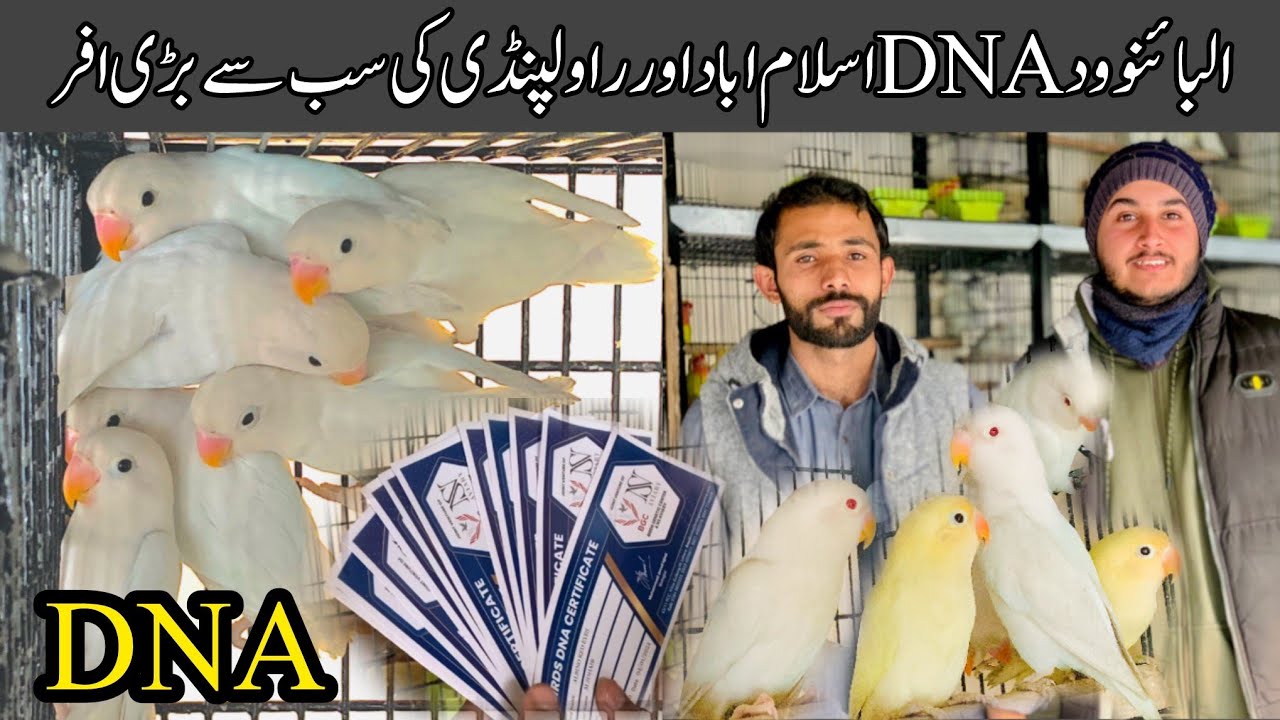 Fisher ki price me albino || Albino red eye & split with DNA Deckeno with DNA offers he offers#bird
