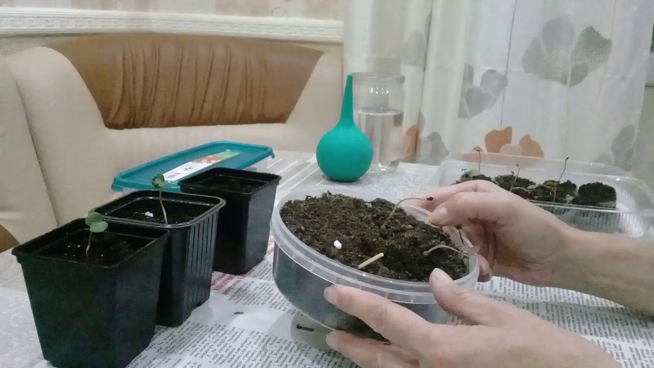 Цикламены сажаем семенами.