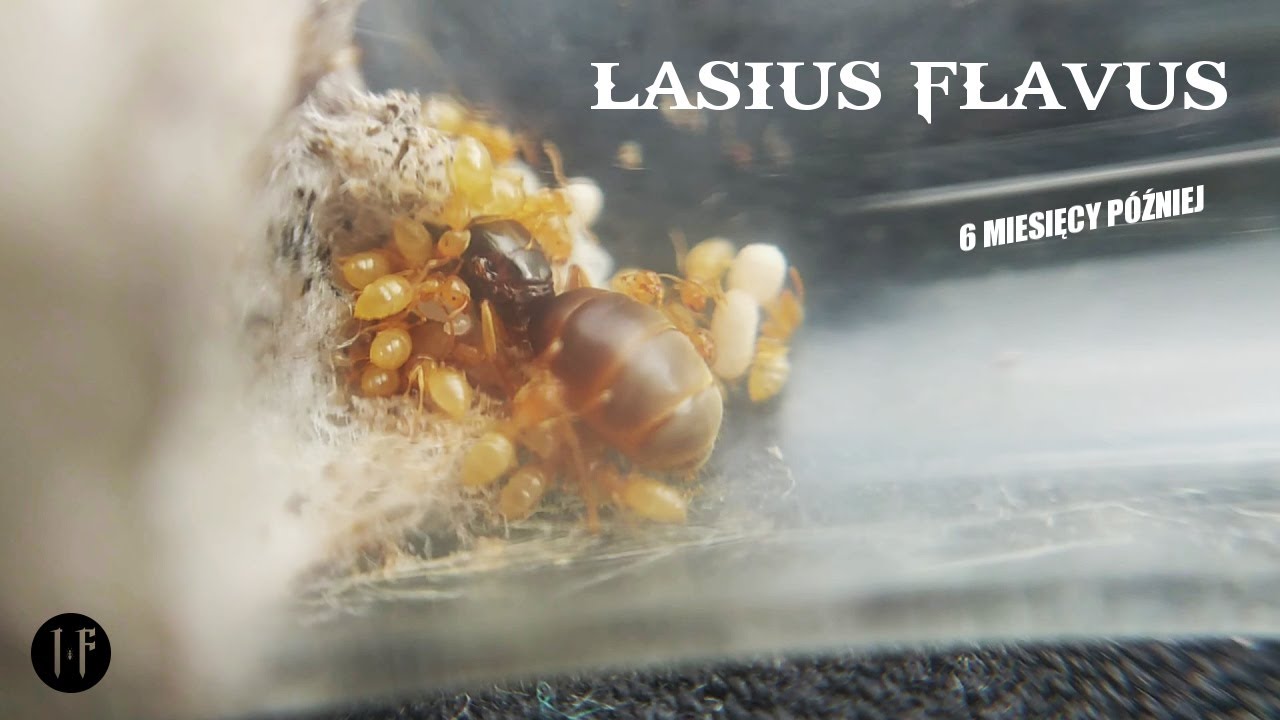 Lasius flavus #1: Update kolonii & dlaczego mrówki