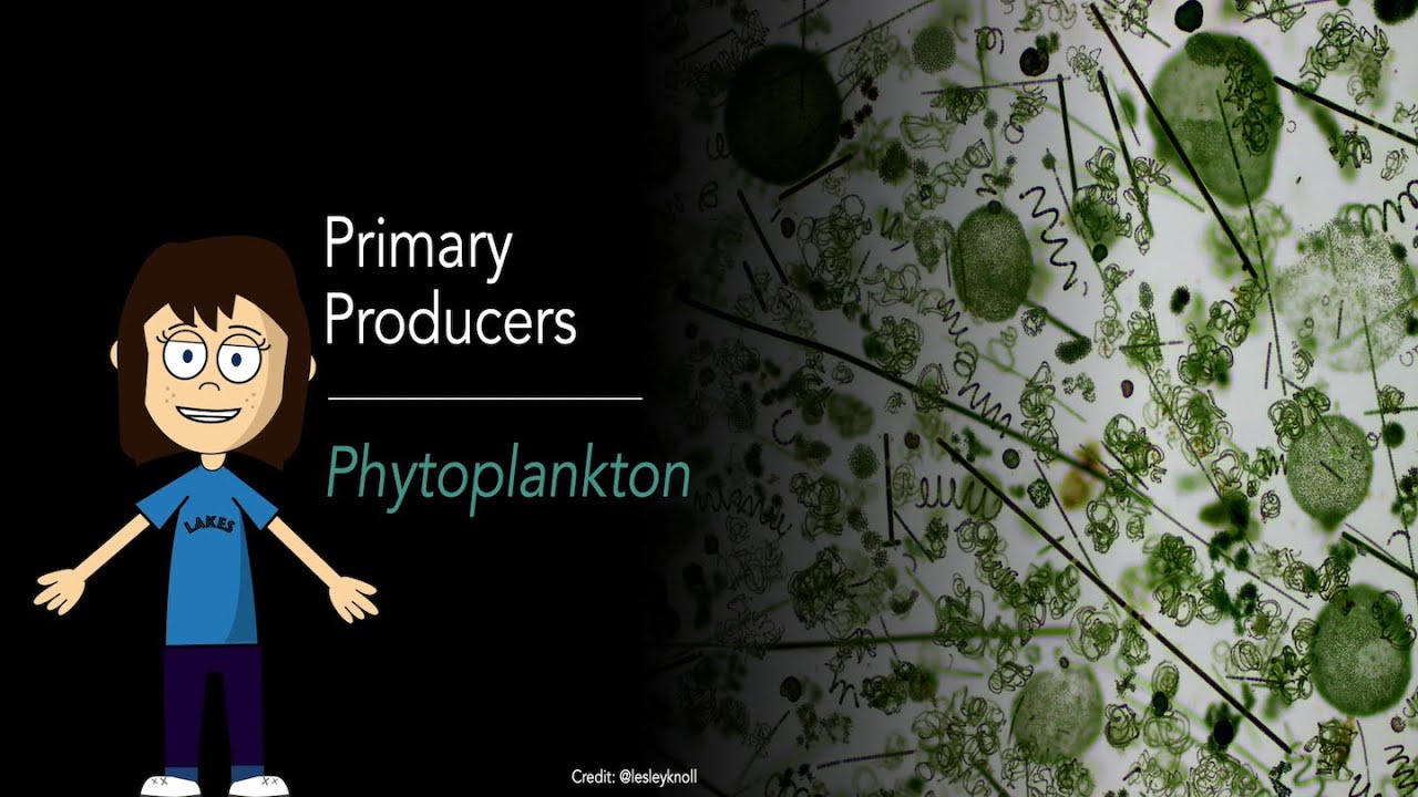 Limnology - Primary producers and phytoplankton