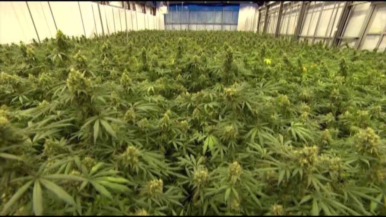 Growing Nevada marijuana sales near $42 million in October