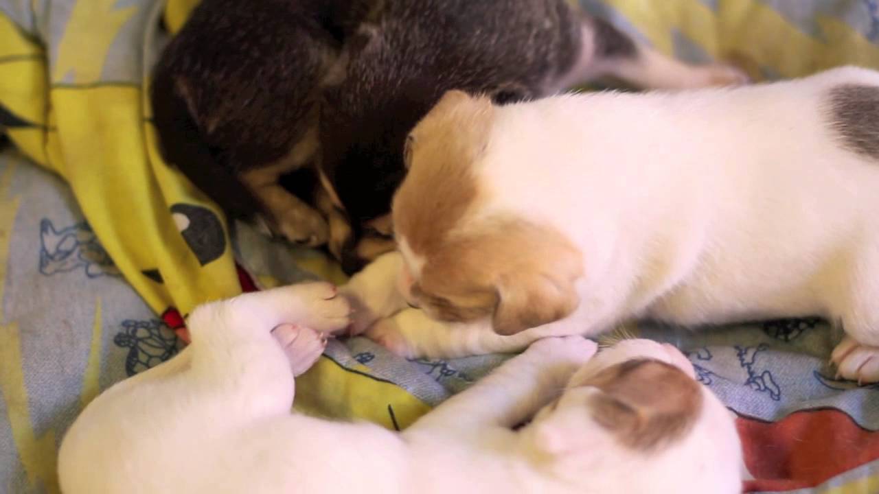 Puppies 3 weeks later