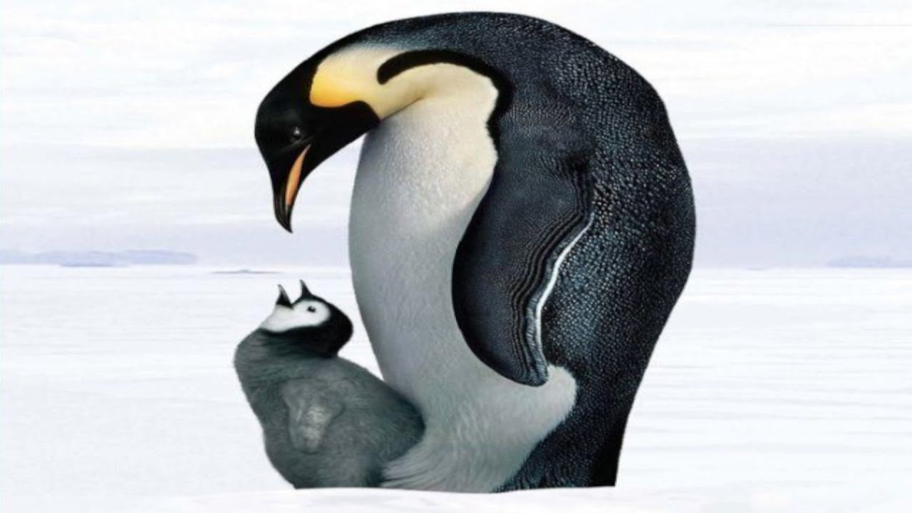 PINGVIINIEN MATKA