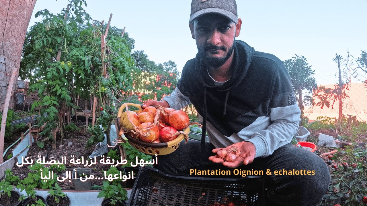 Comment planter les OIGNONS & échalotte  🧅🧅🧅 أسهل طريقة لزراعة البصلة بكل انواعها...