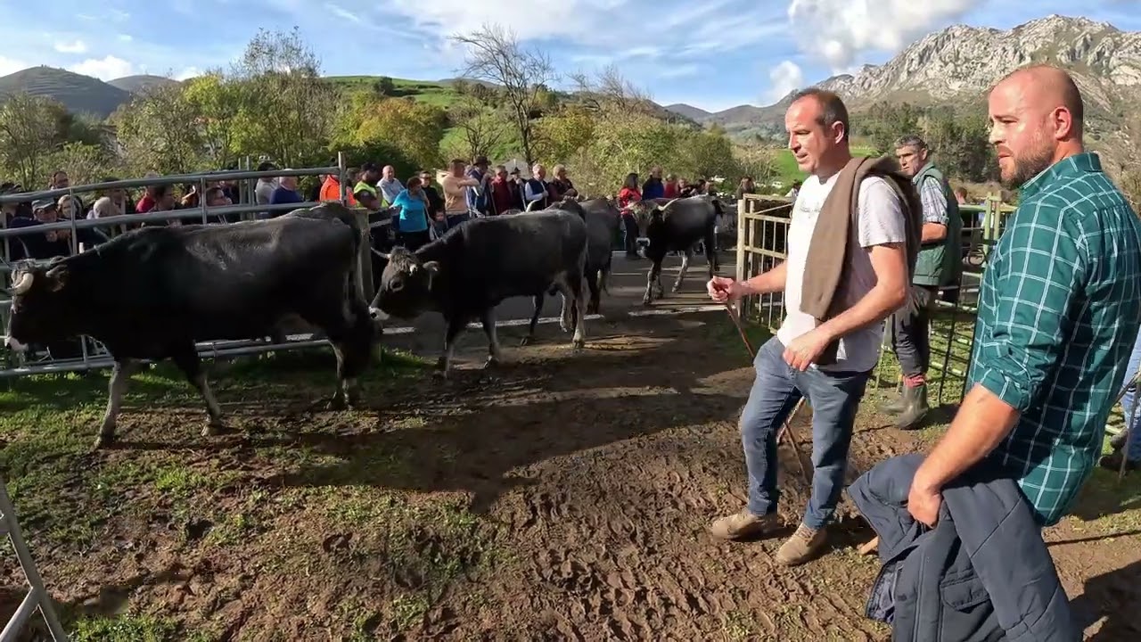 FERIA DE LAMASON 9-11-2024
