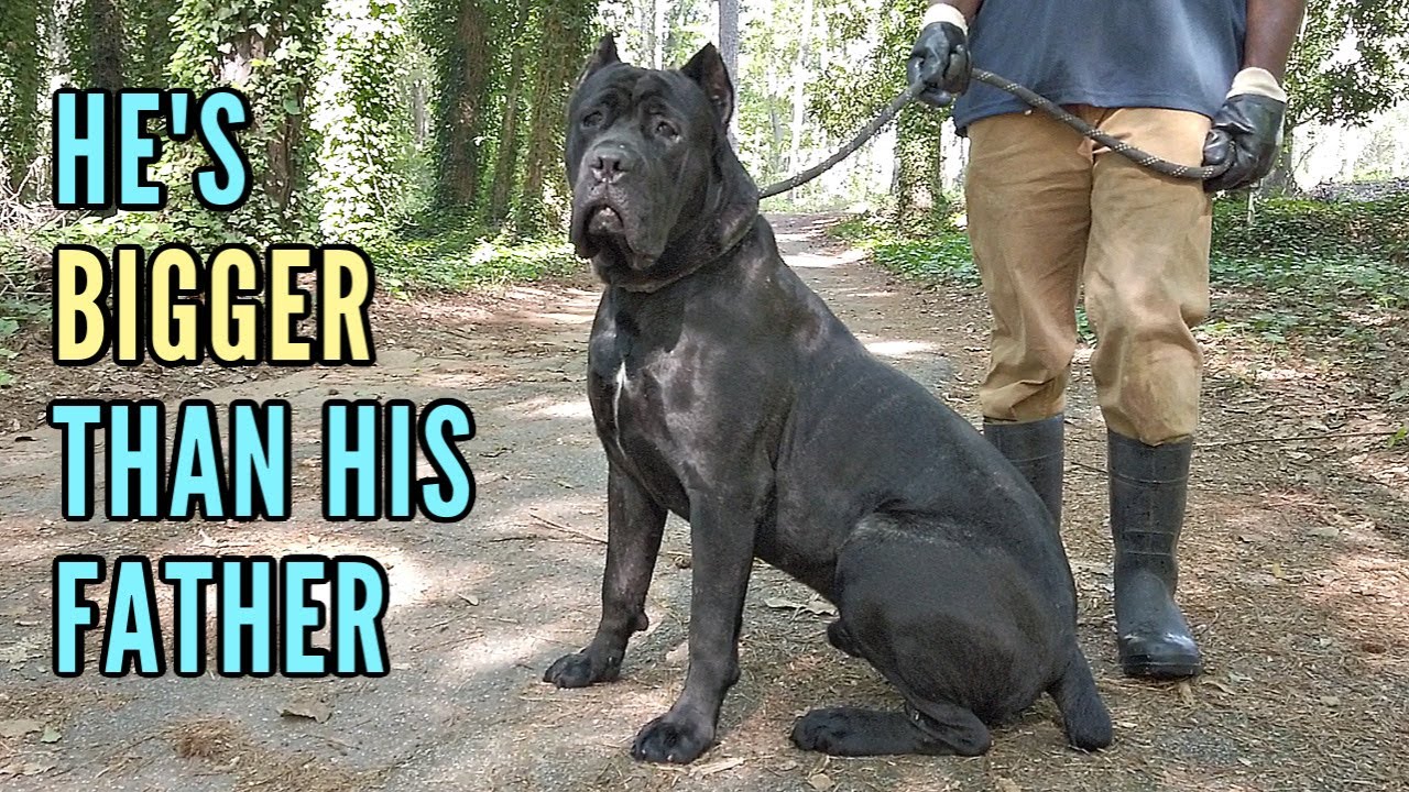 Our Cane Corso Pup is BIGGER than his Father!