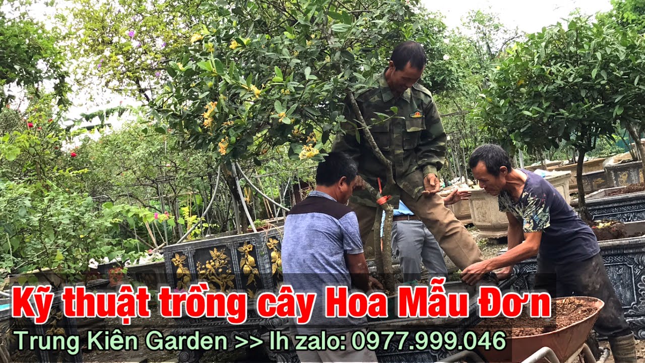 Chia sẻ kỹ thuật trồng cây hoa Mẫu Đơn lên Chậu-Trung kiên garden, zalo:  0977.999.046.
