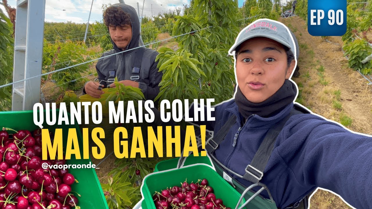 TEMPORADA DE CEREJAS NA NOVA ZELÂNDIA: DINHEIRO, TRABALHO E REALIDADE