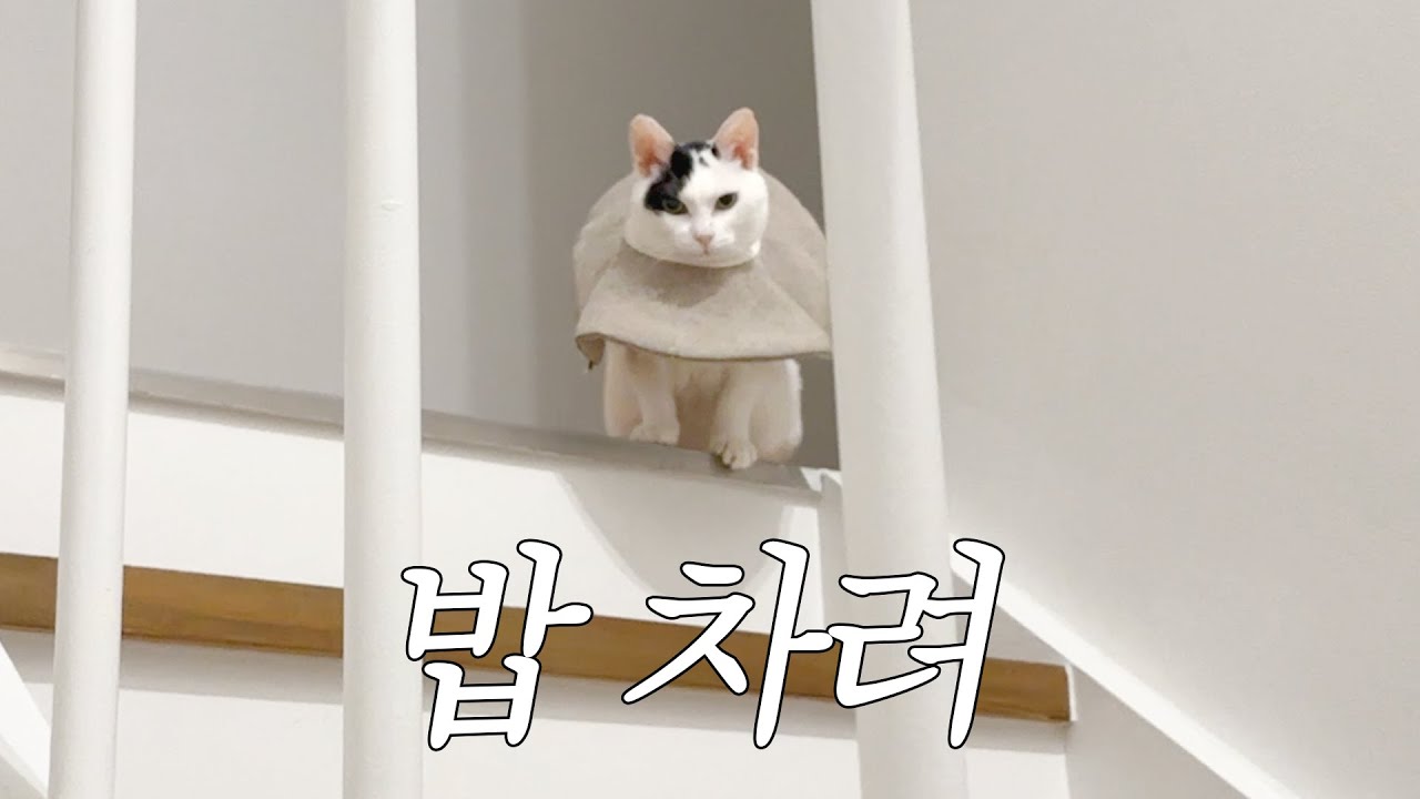 밥하는 소리에 버선발로 뛰어나오는 고양이가 있다? 🐾