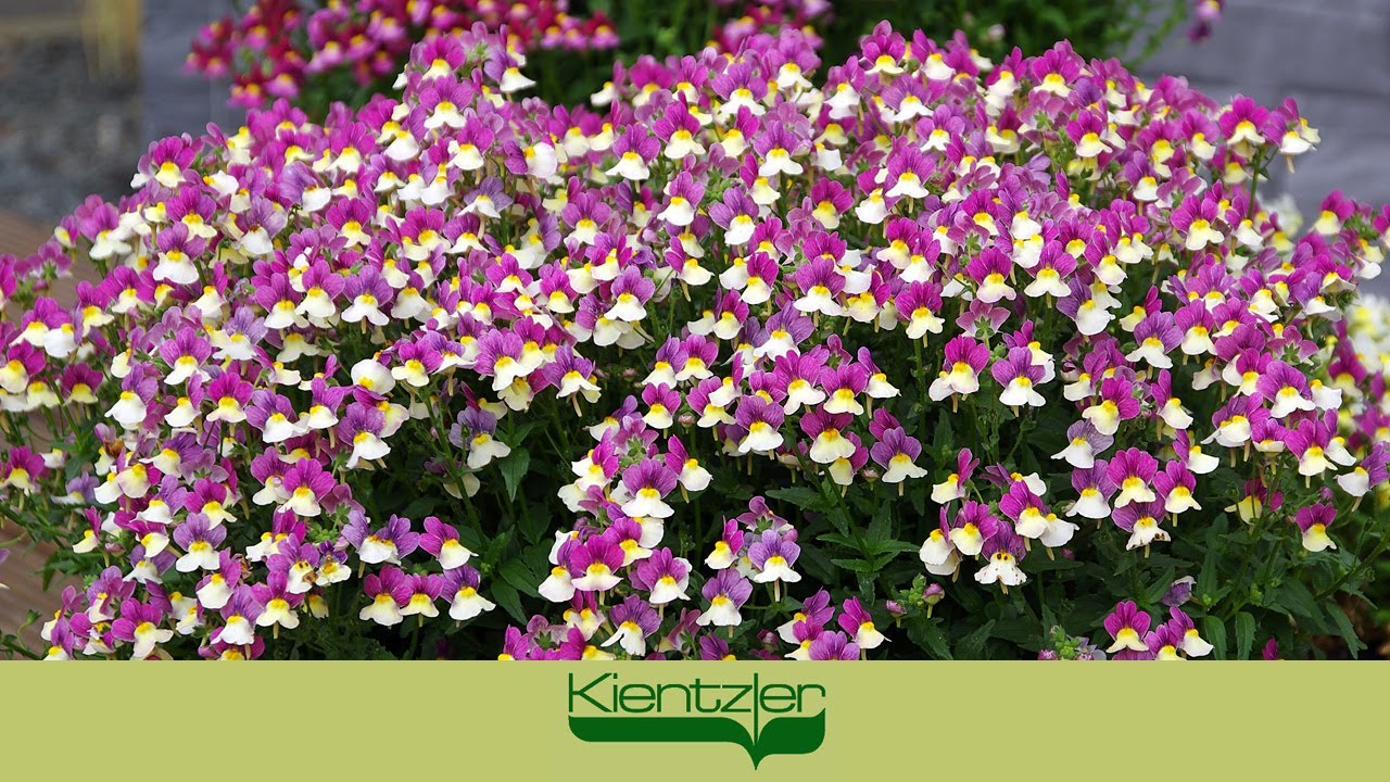 Blumen mit Duft - Fairy Kisses auf der Gartenterrasse