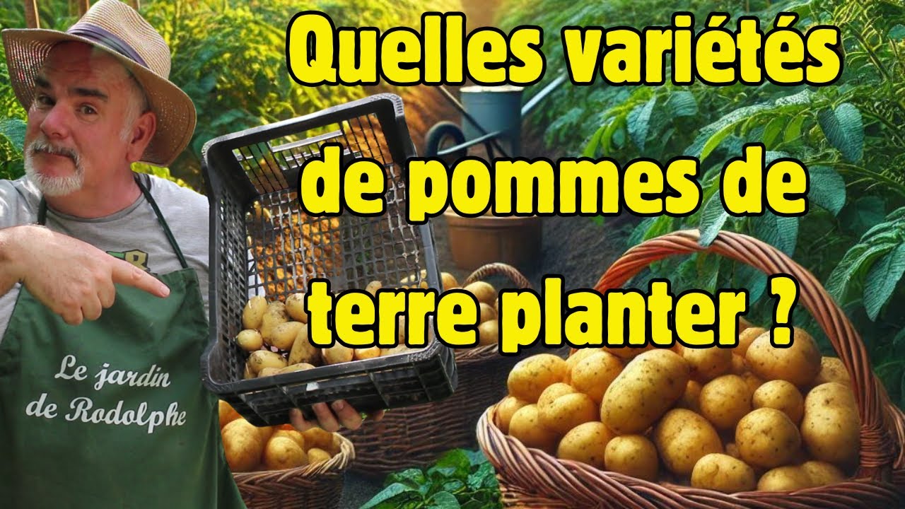 7 conseils faciles sur les meilleures variétés de pommes de terre à cultiver