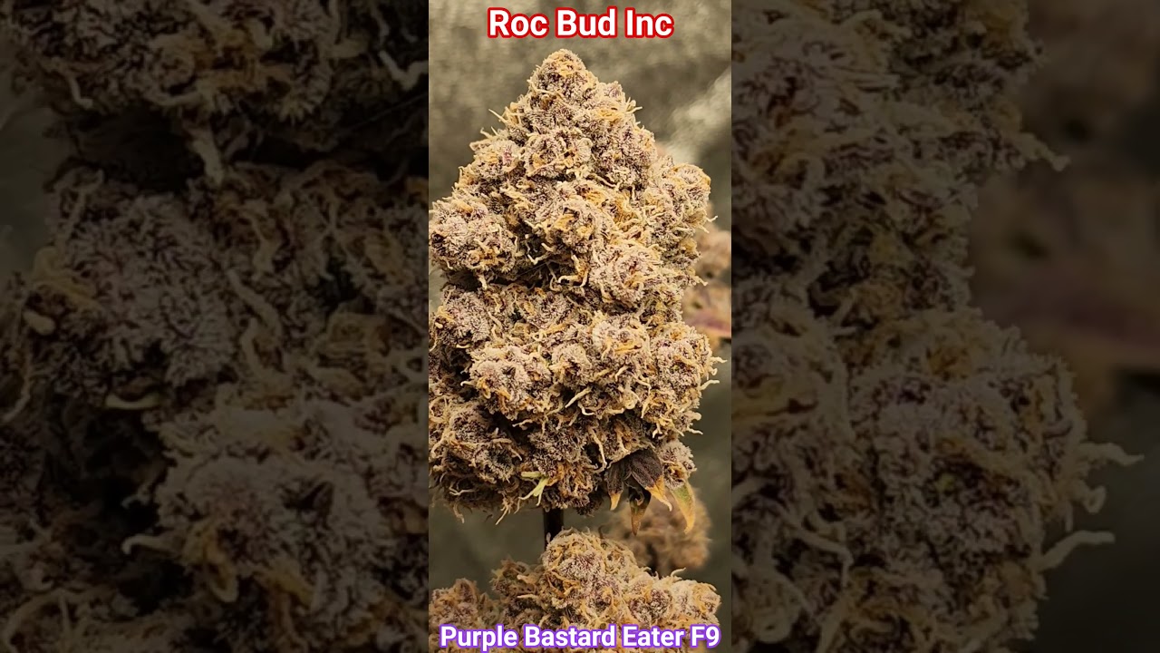 Purple Bastard Eater F9 by Roc Bud Inc. For Educational purposes only! (18+) #boofproof #rocbudinc