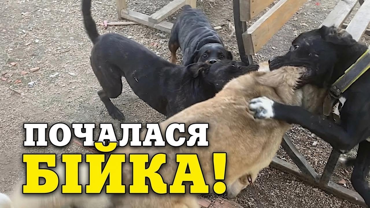 Кане корсо та Кангал напали на ведмедя, але Марла їм цього не пробачила!