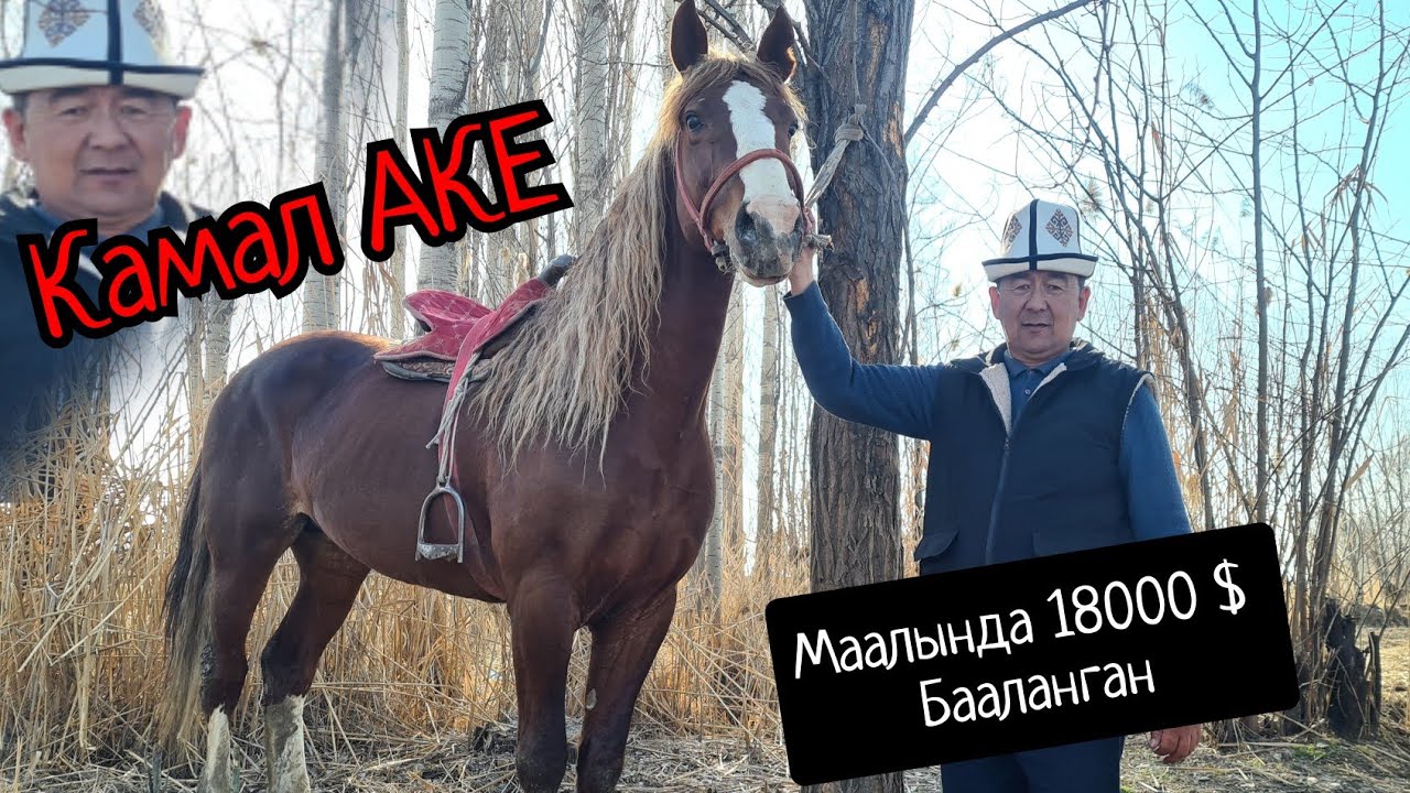 Камал аке 💎УБАГЫНДА 18 ге бааланган 😱 ҮЙҮРҮ КҮЧТҮҮ АТТАР
