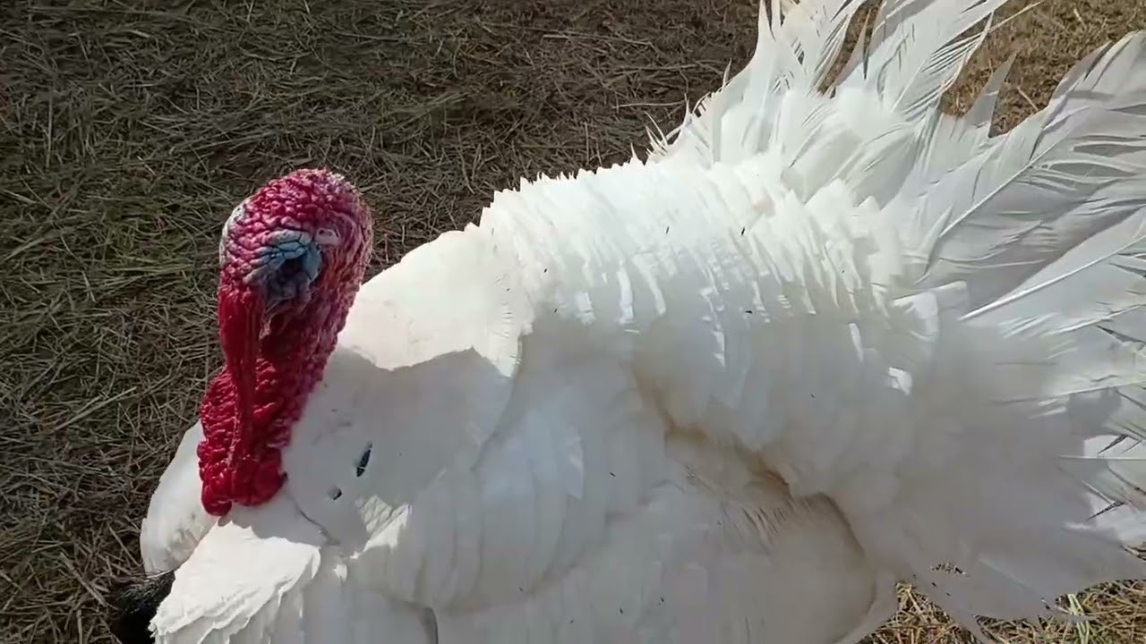 Первый выход в свет молодых курочек . The first appearance of young hens.