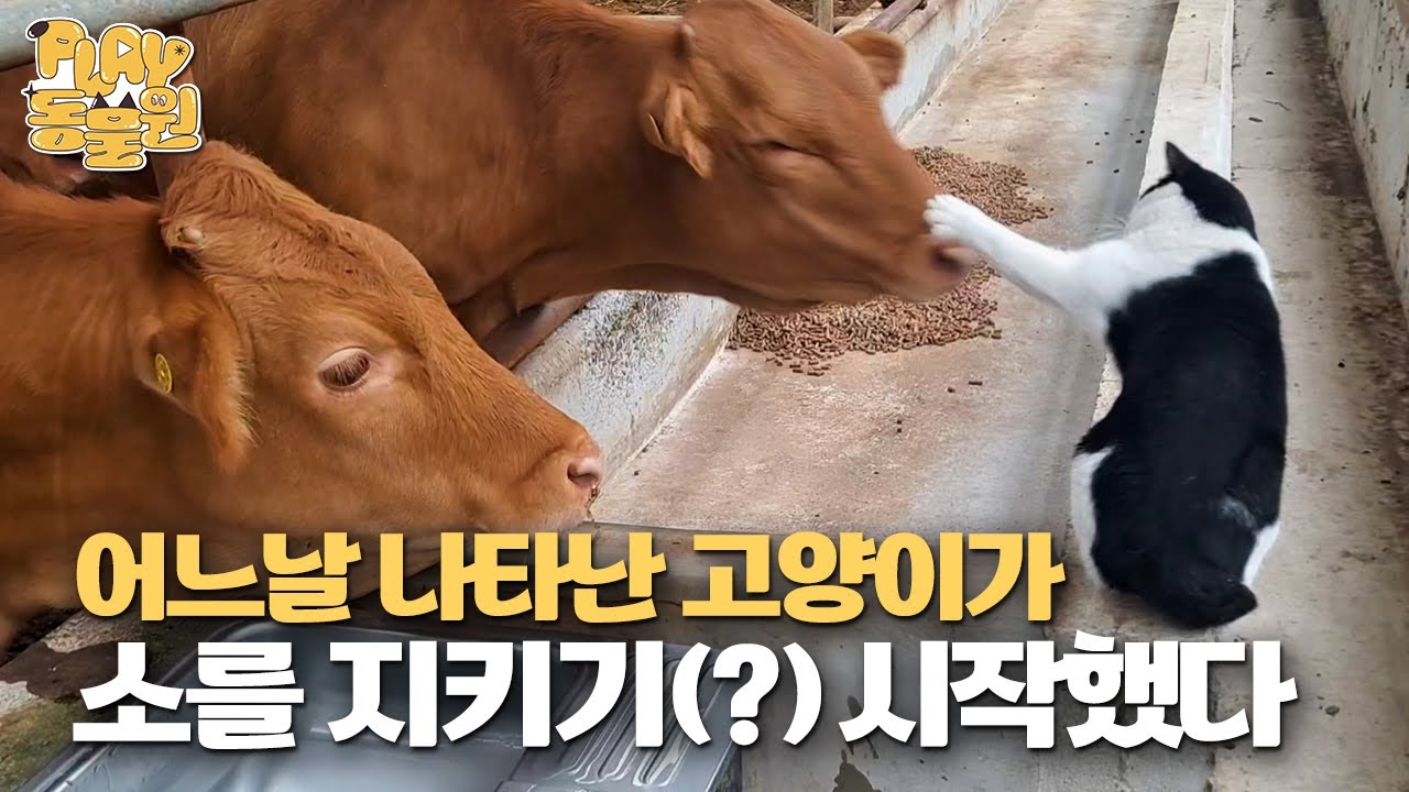 Кот-«герой» наносит удары коровам, охраняя амбар | Эпизод «Бэтмен-кот»