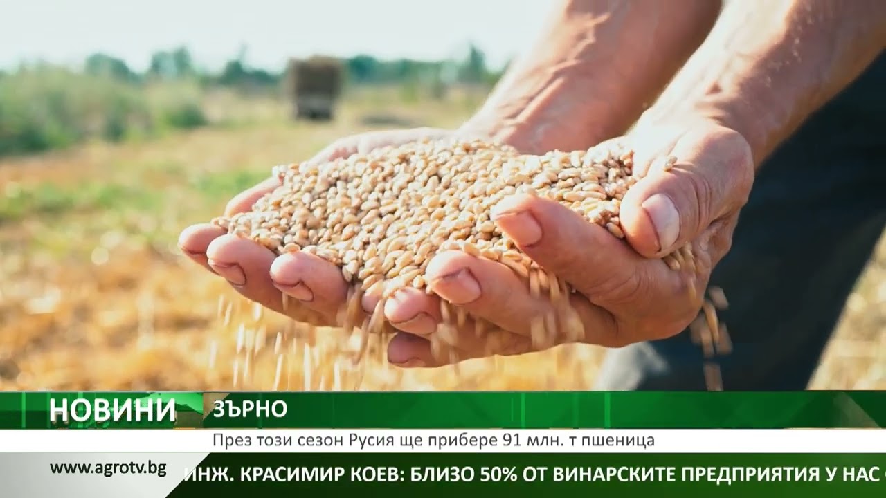 ЗЪРНО: През този сезон Русия ще прибере 91 млн. т пшеница