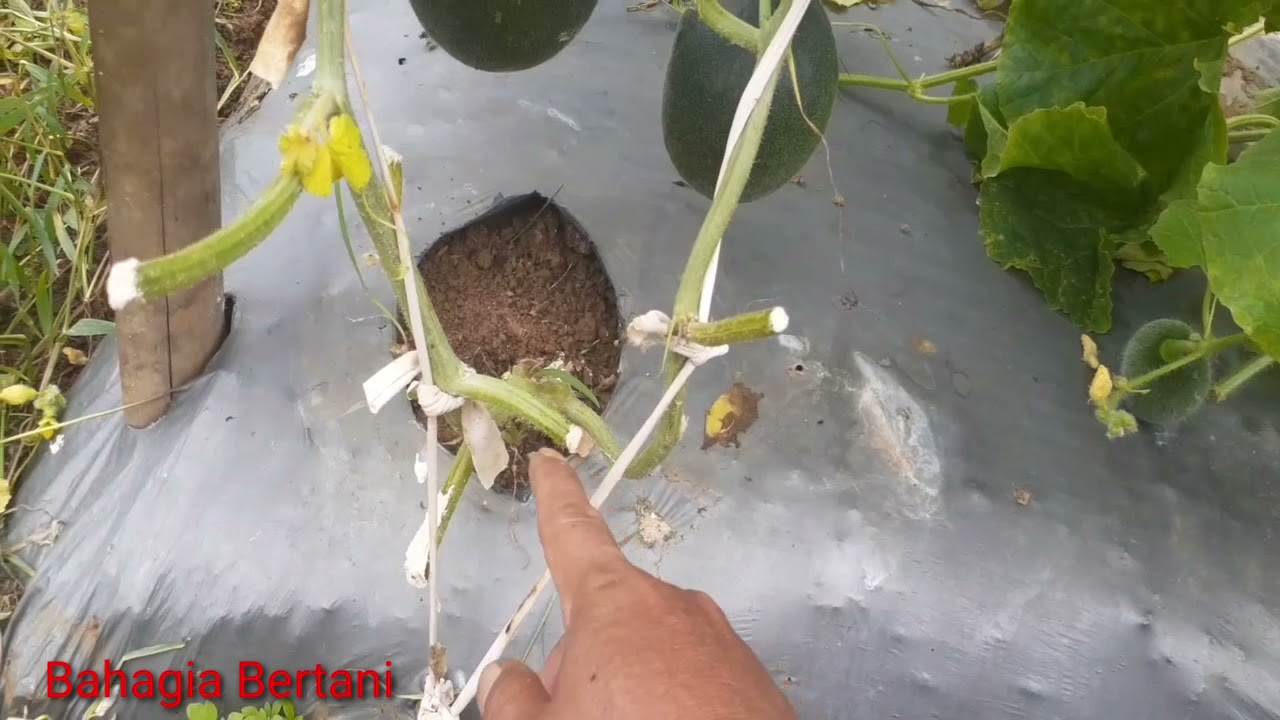 Cara Pruning Daun Melon