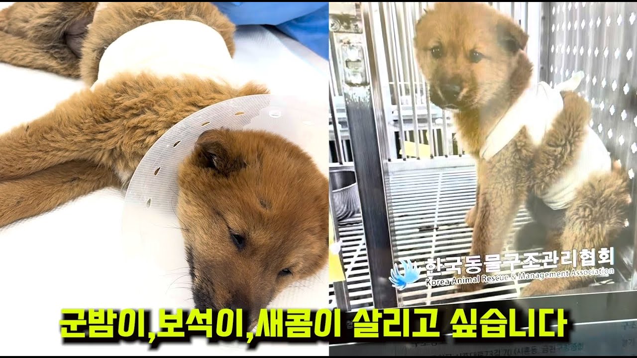 군밤이,보석이.새콤이 살리고 싶습니다/포기란 없다 / 다함께 살려봐요 커커커커커먼:)