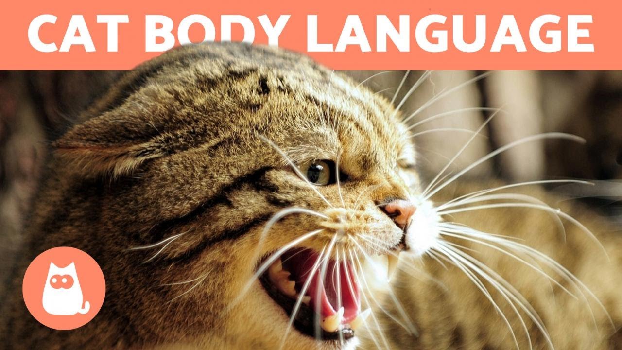 CAT BODY LANGUAGE - Signs and Postures