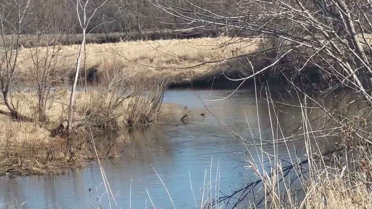 Geese bathing, waterway and nature sights 🙏  Awesome goodness ❤️ enJoyment Waterway sounds 😀 1/26