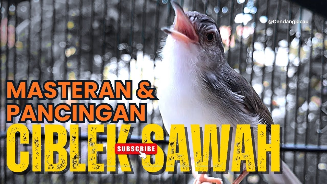 Suara Burung Ciblek Gacor Suara Keras Terbaru 2026
