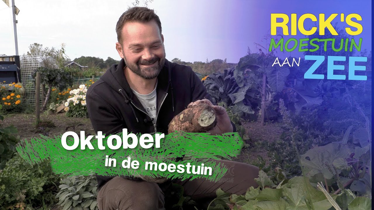 Zoete aardappels en kliswortel oogsten | Alles Wat Bloeit | Rick's Moestuin Aan Zee