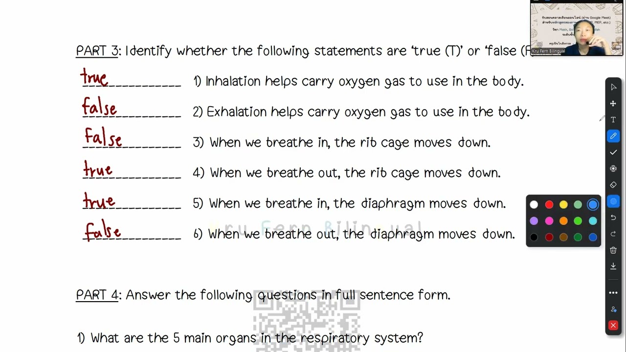 Exercise: Respiratory System