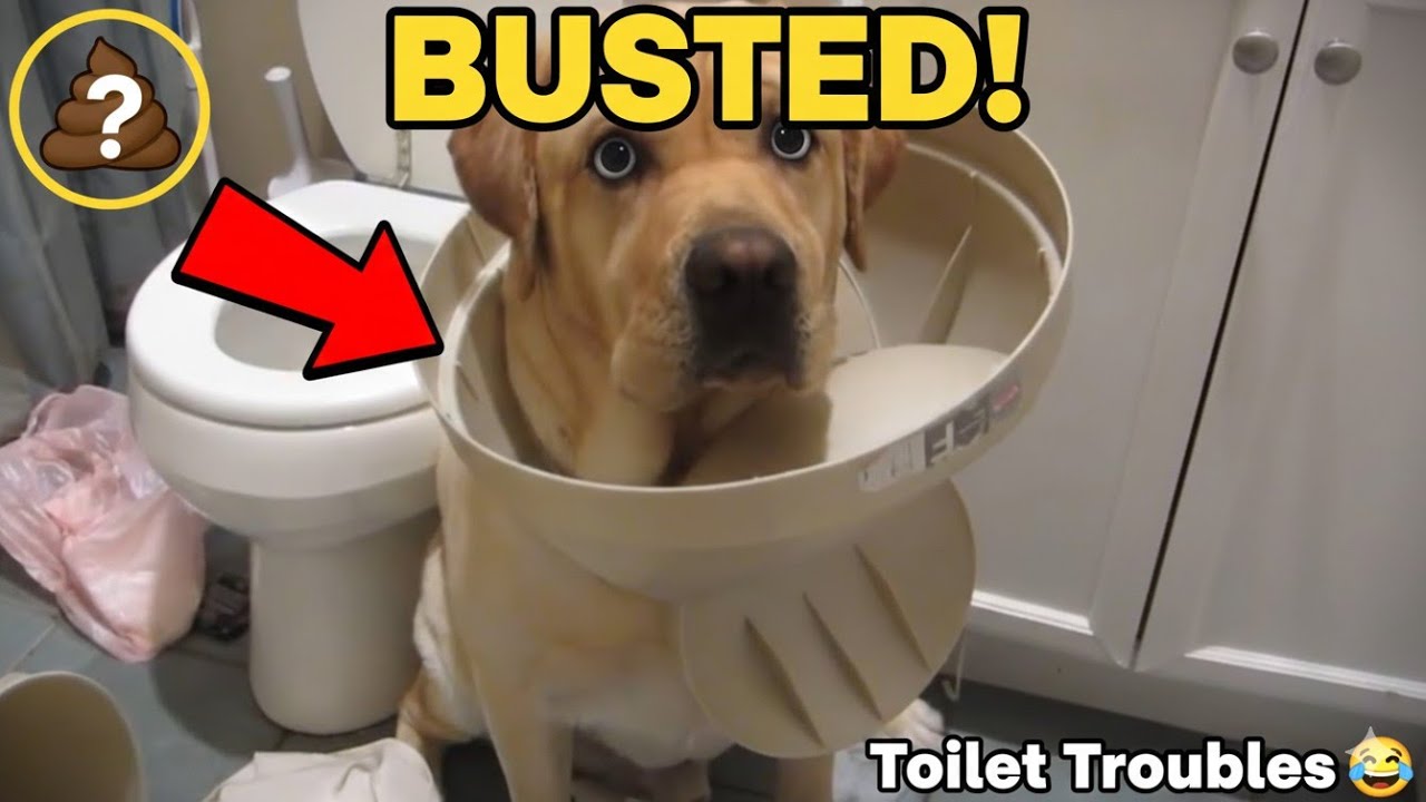 Try Not To Laugh: Impossible Edition Funniest Pets 2026