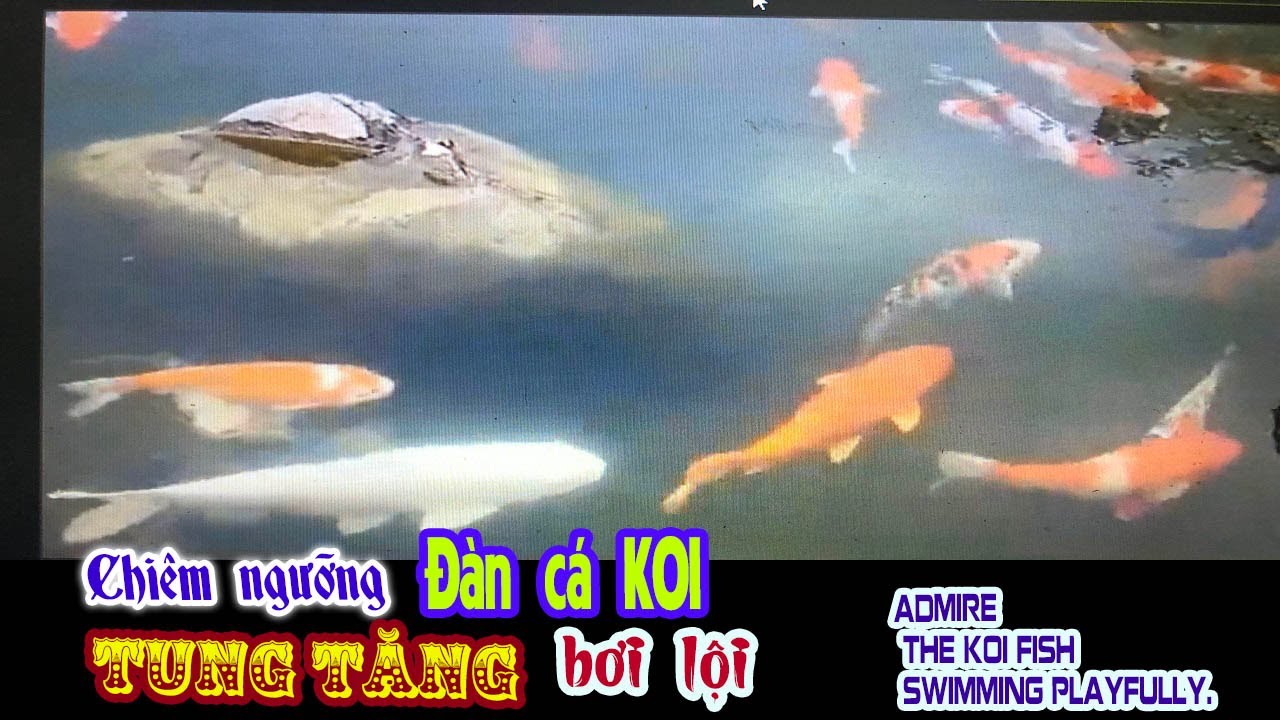 Chiêm ngưỡng đàn cá Koi tung tăng bơi lội - Admire the Koi fish swimming playfully