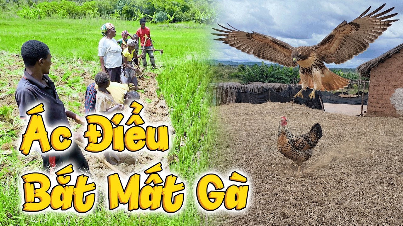 Xuất Hiện “Ác Điểu” Nặng Tầm 5Kg Bay Đến Bắt Gà Mái Trong Khi Bà Con Đàng Trồng Giống Mới