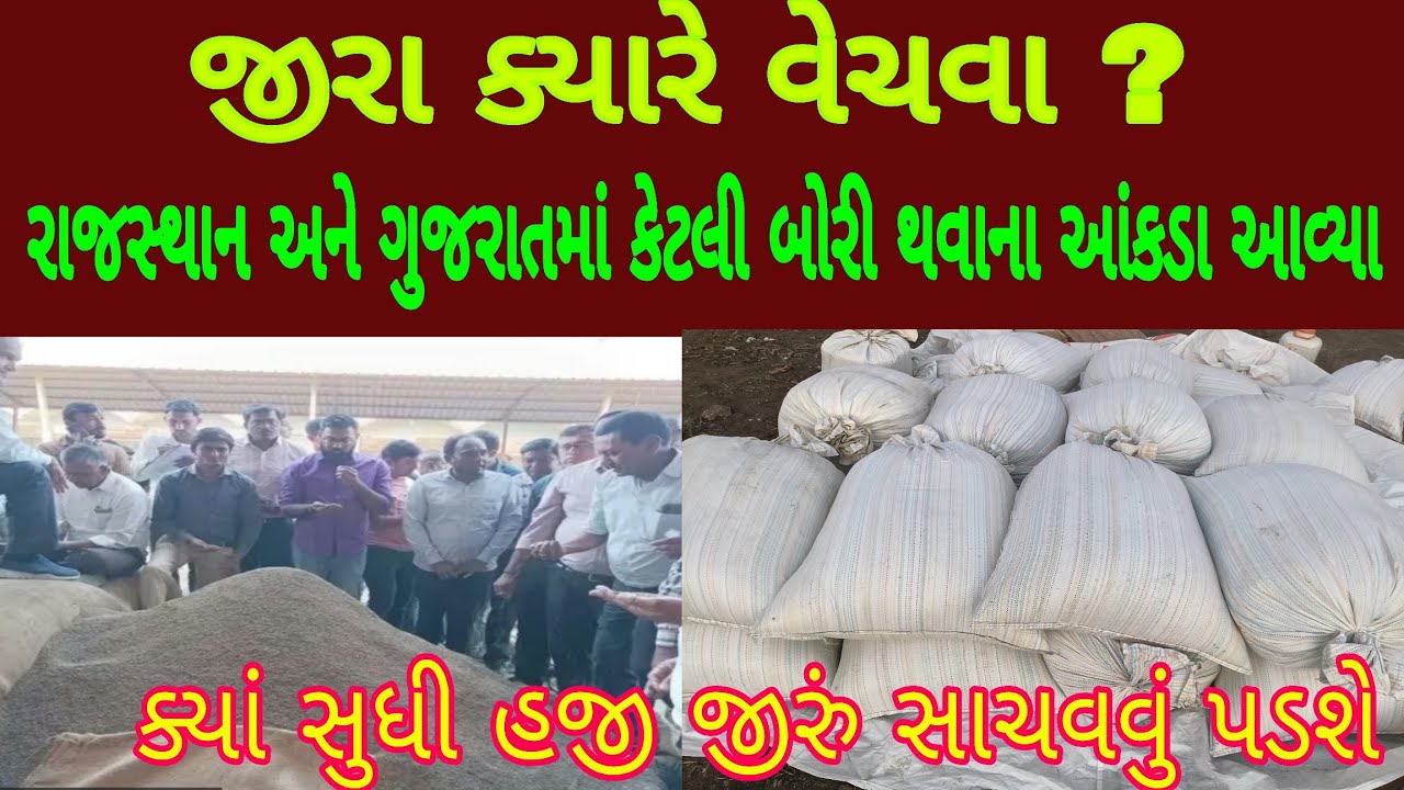 જીરા ક્યારે વેચવા, જીરા બજાર ભાવ,jira kab bache,unzha market, ઊંઝા માર્કેટ, જીરું ભાવ