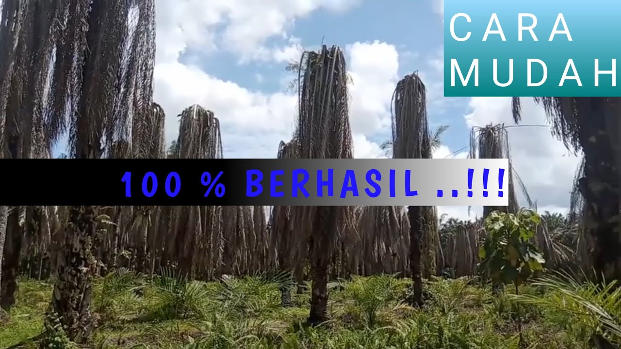 Cara membunuh/ mematikan sawit tanpa menebang | how to kill oil palm tree without falling