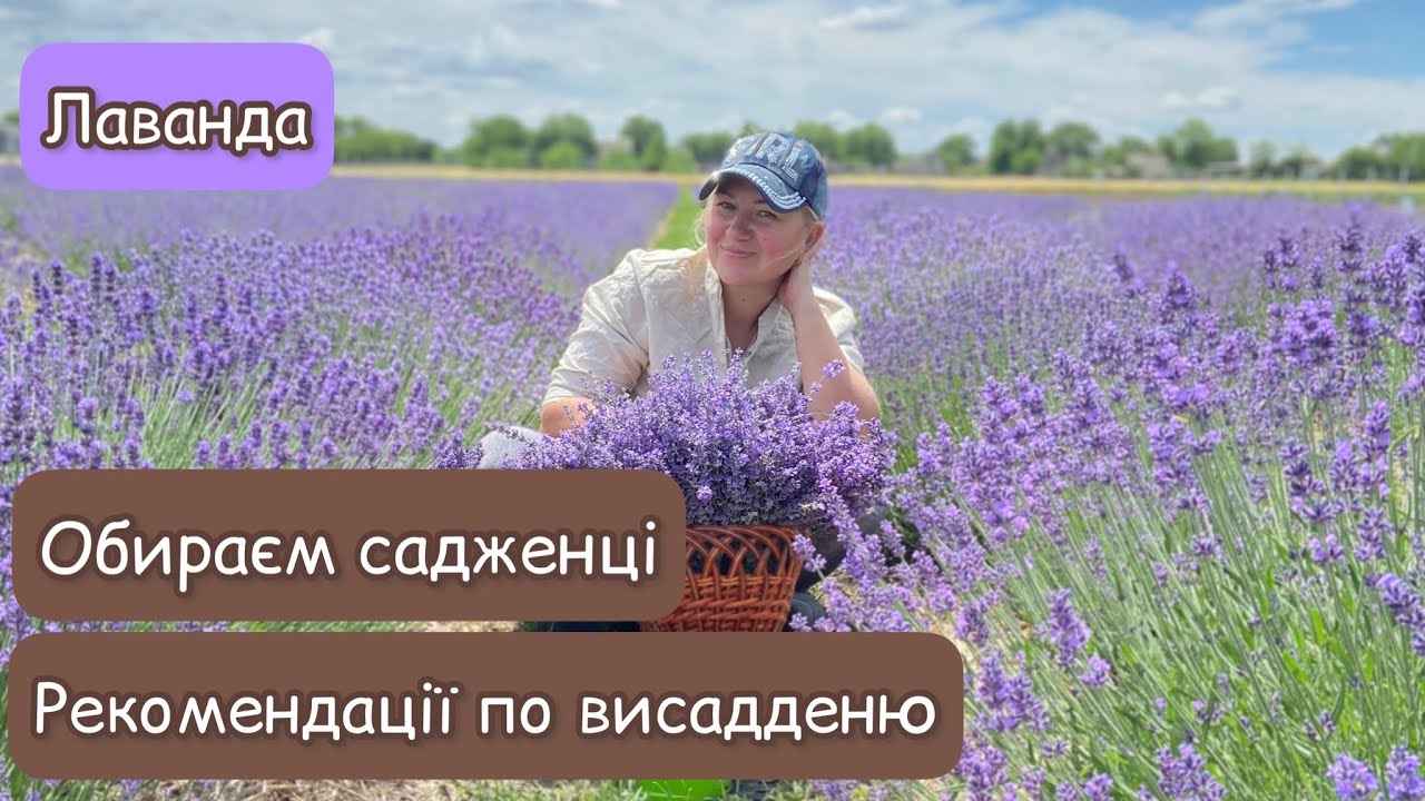 Лаванда.Обираємо садженці лаванди.Рекомендації висадження