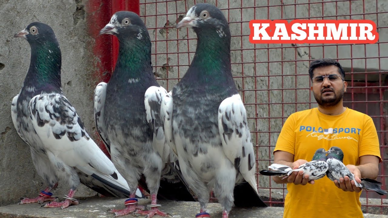 Teddy Pigeons going to Kashmir