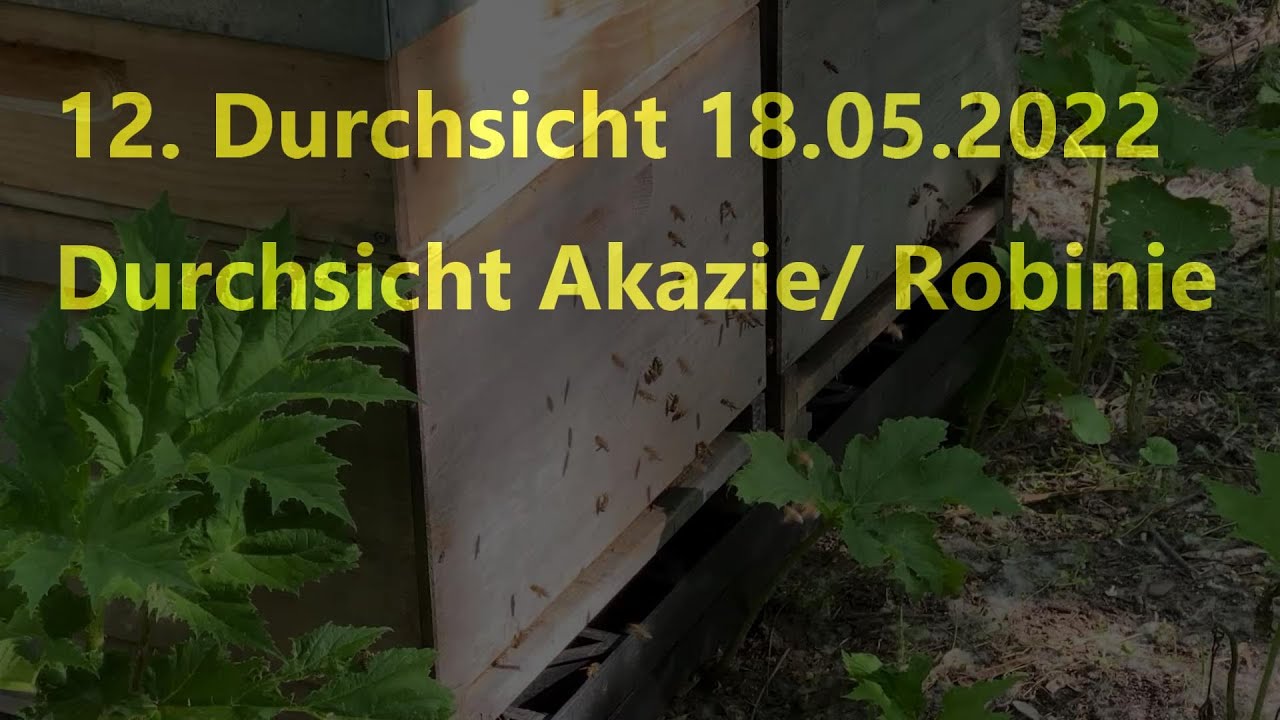 12. Durchsicht 4K Durchsicht Akazie/Robinie