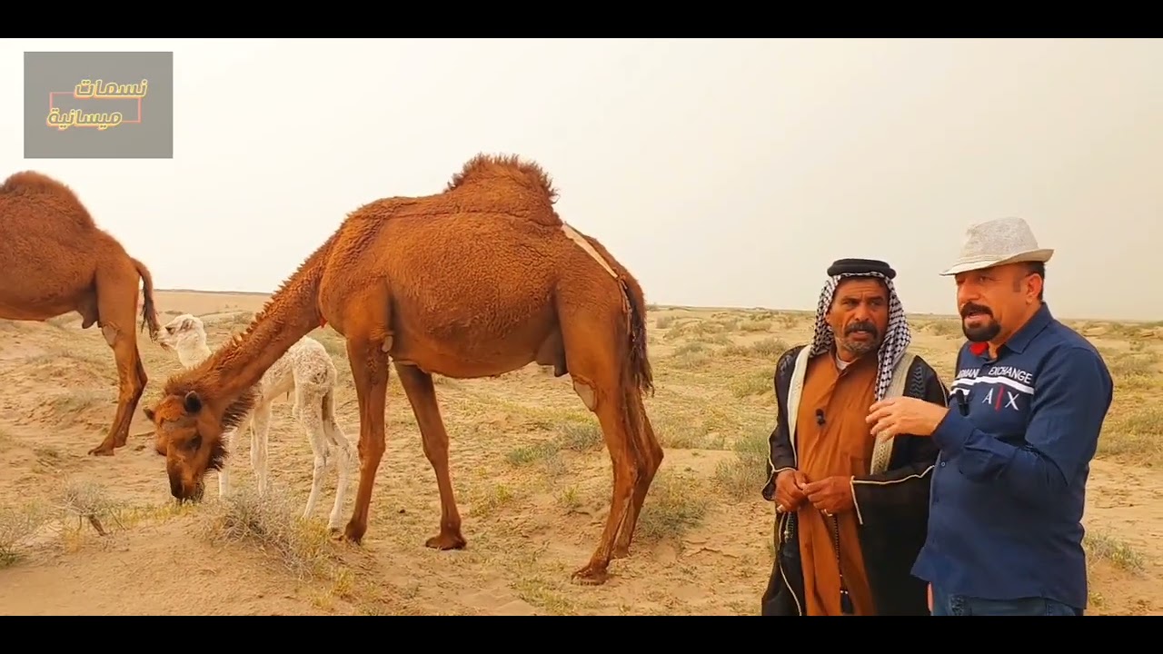 أجمل #تقرير يمكن لك أن تراه عن #الحياة #البرية في #بادية #علي #الغربي #جنوب #العراق
