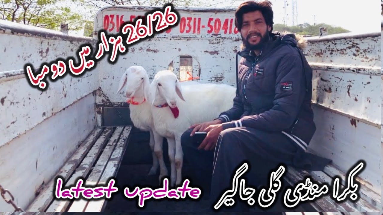 Dumba Mandi Gali jager Latest update 2 March 2026#goat 