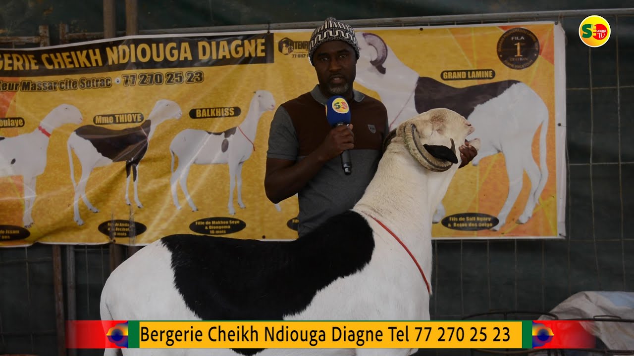 Ladumed 2022: Foire de l'élevage de Ladumed , la Bergerie Cheikh Ndiouga Diagne présente son expo