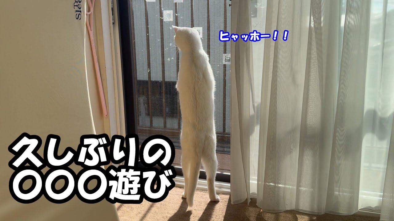 あれで久しぶりにシロと遊んでみた