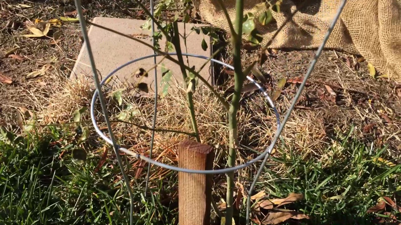 Horseradish Tree - Moringa Tree after First Frost (Horse Raddish Tree)
