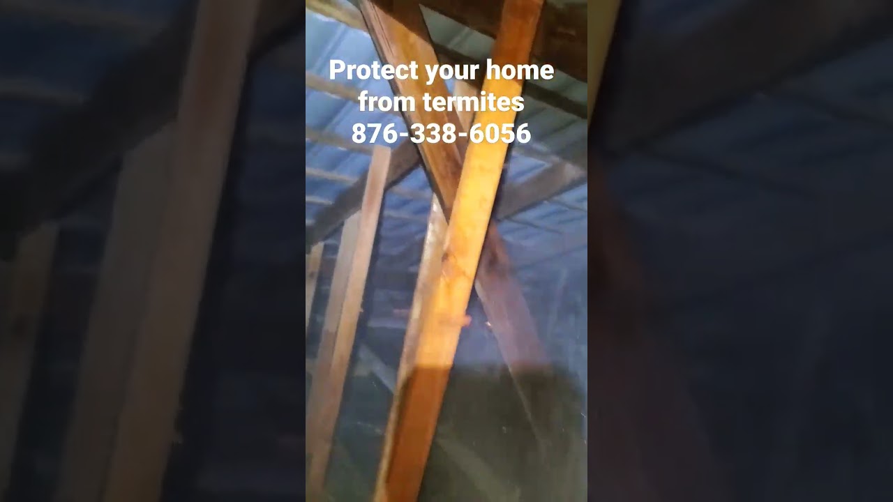 @alsanpestcontrolservicesco416 Drywood Termites Treatment Attic. Best Pest Control