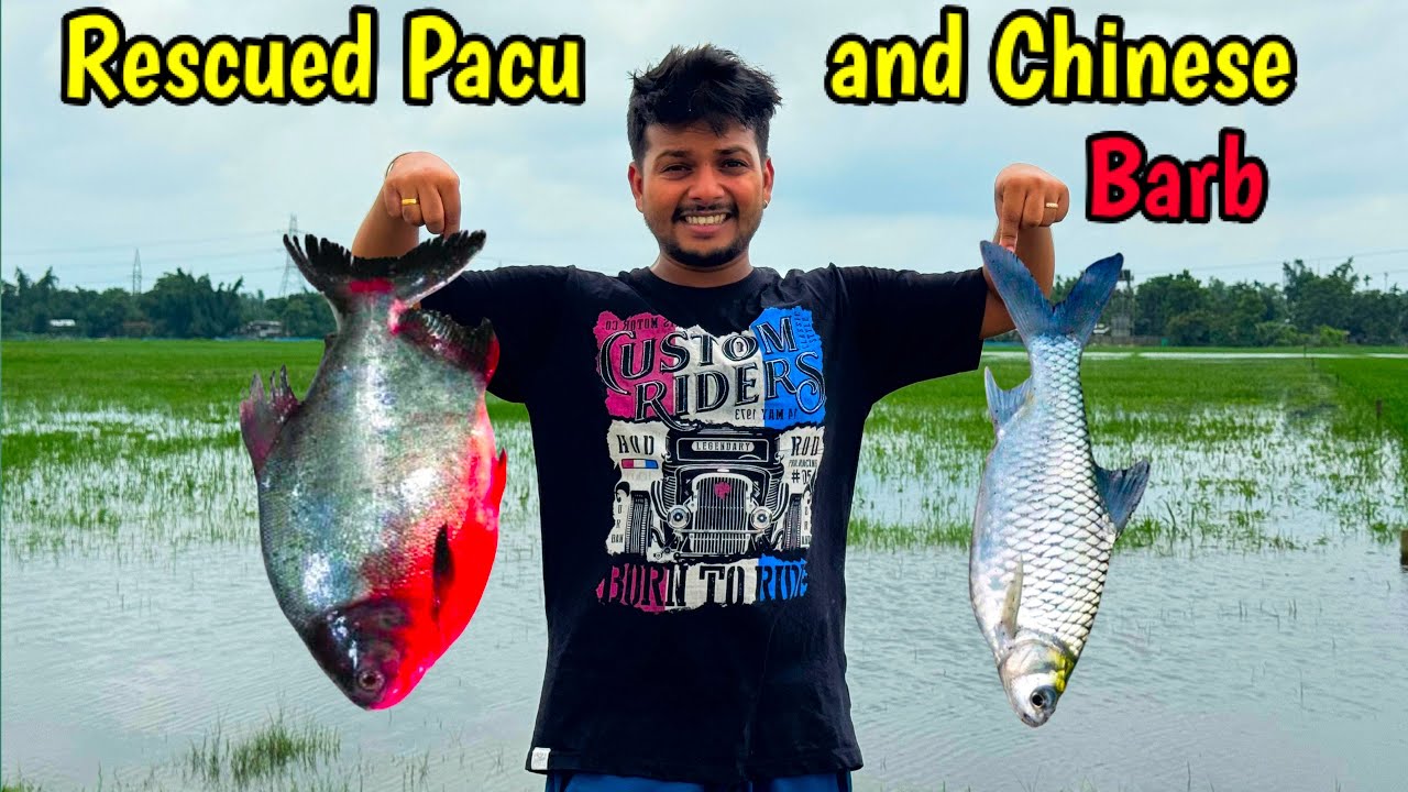 Pacu Fish Rescue Mission accomplished successfully!! 🥰❤️ | Fishing in assam river | Catching Pacu