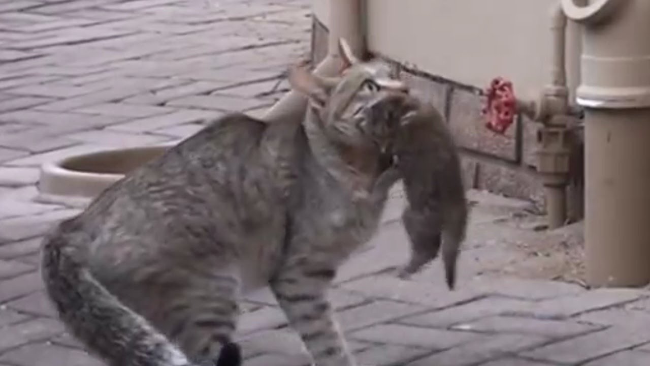 Wildkatze rettet Junges mit beherztem Sprung