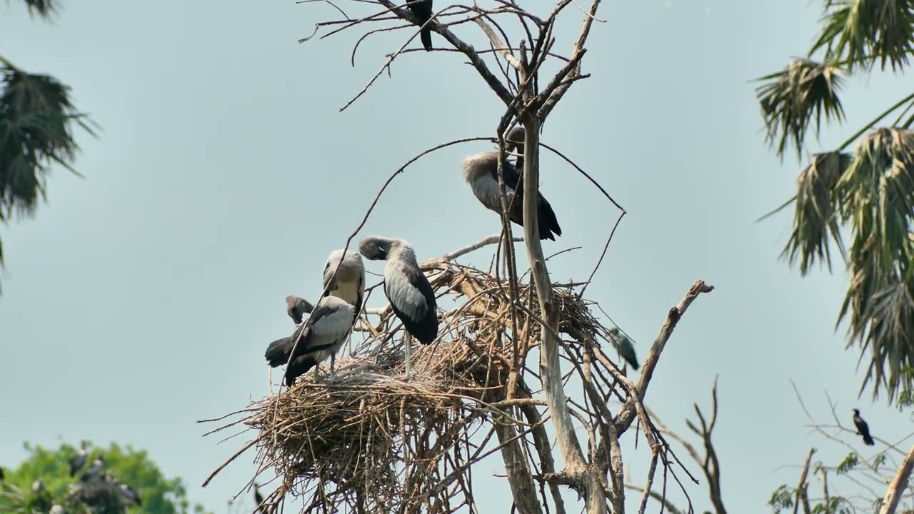 AMAZING LIFE OF BIRDS Wildlife Documentary 0024