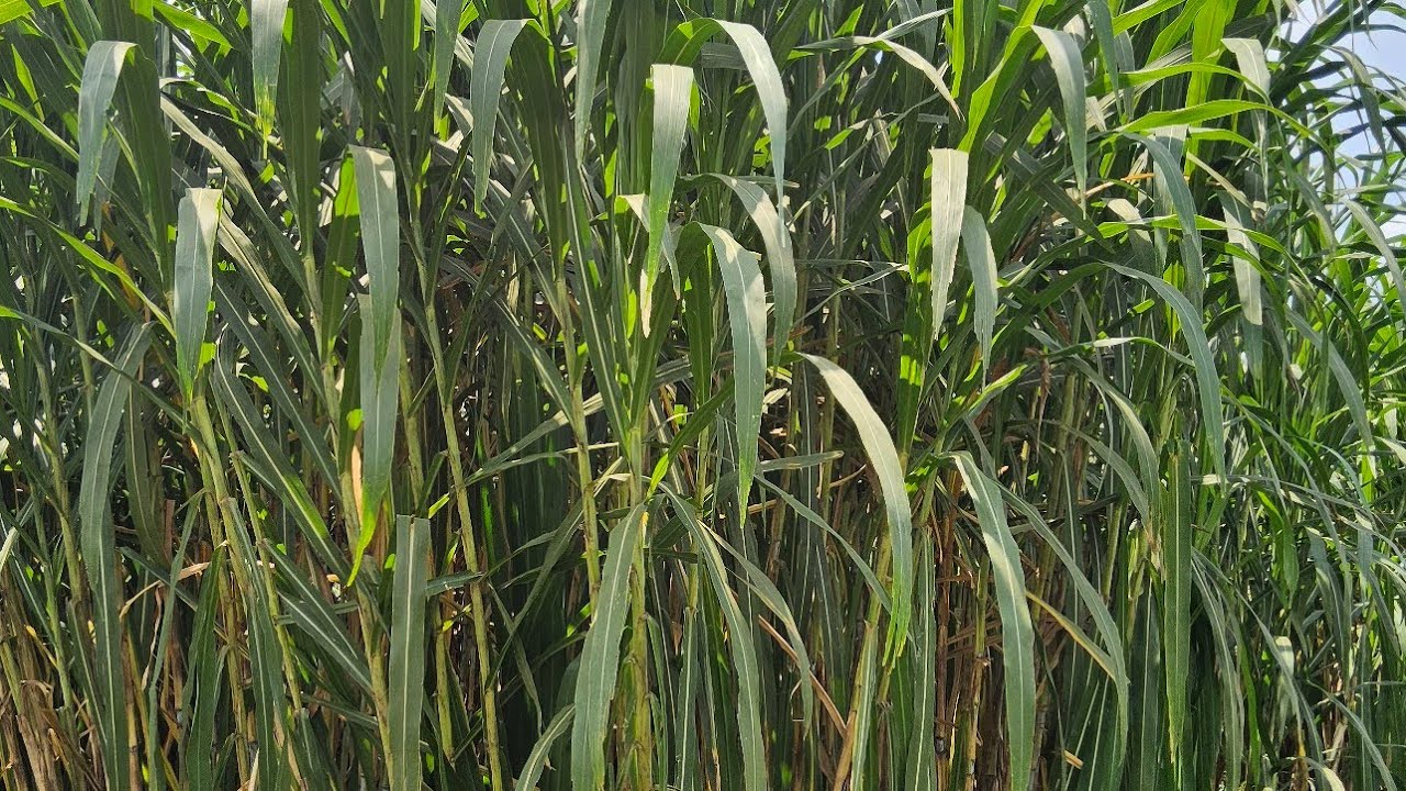 Juncao grass/ Chinese  grass Now available at  itungo pastures farm 