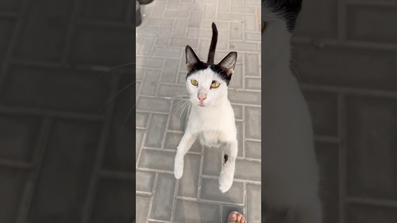 Hungry cat #cats #cuteanimal #straycat #shortsfeed #shorts #shortcat